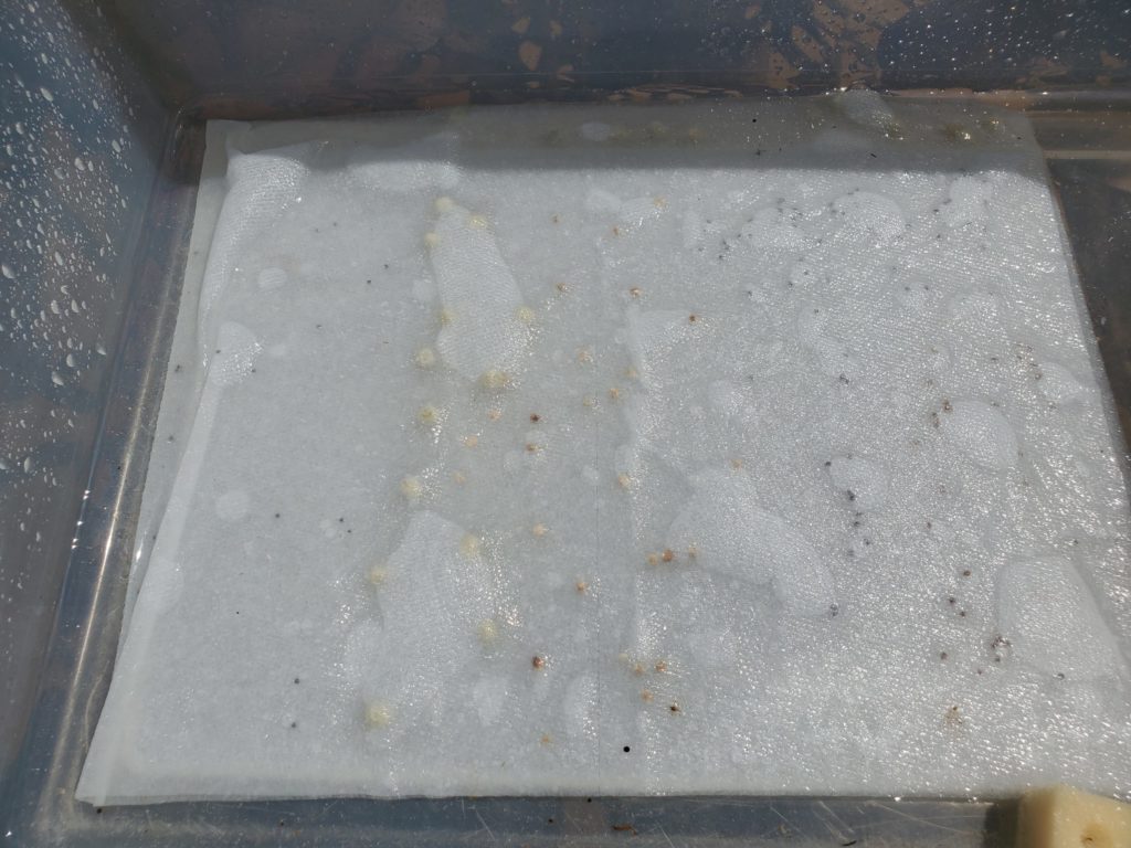 Seeds